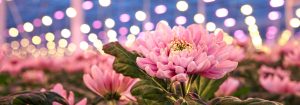 花卉栽培專用 LED 栽培燈