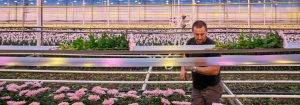 使用 LED 栽培燈，種出更強壯、更持久的菊花