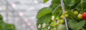 飛利浦 GreenPower LED 花期燈