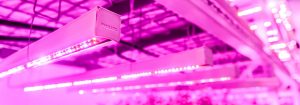 垂直農場 LED 照明