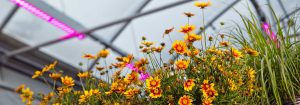 訂閱園藝 LED 解決方案電子報