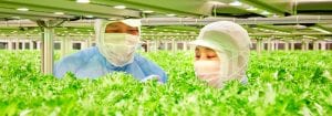 蔬菜的高效生產