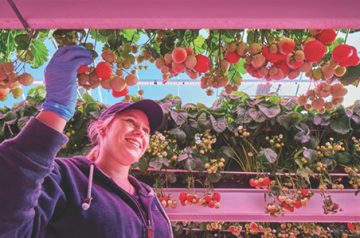 團隊橫幅 brookberries