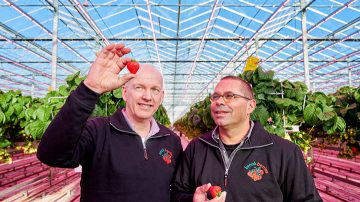 Venlo 的 Brookberries