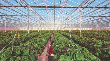 Brookberries 溫室全年種植草莓