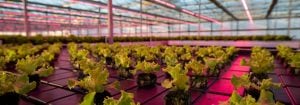 農民使用飛利浦 LED 栽培燈將採收時間縮短了近 30%