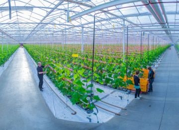 我們栽培實務的品質和產量