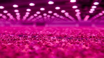 飛利浦 greenpower LED GoodLeaf