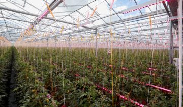 可預測的栽培和更好的品質