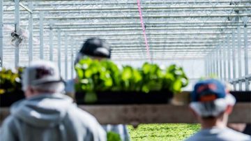 花壇植物 Florensis