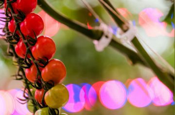 使用 LED 在冬季收穫新鮮作物