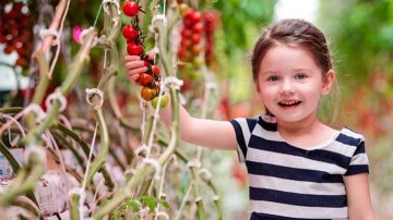 Brookberries 溫室全年種植草莓