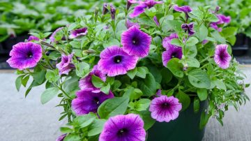 植物在日夜間的不同差異