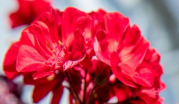 飛利浦 LED 頂燈照明減少了必要摘心工作，加快移植速度