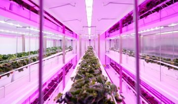 GrowWise 挑戰