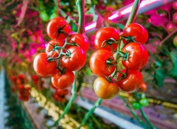 植株更健康代表產量和品質都會提升