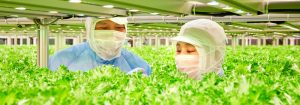 蔬菜的高效生產