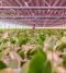 荷蘭 Bleiswijk De Vreede Holland