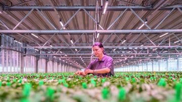 荷蘭 Bleiswijk De Vreede Holland