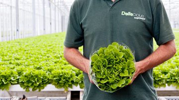 Deliscious 負責人,Roy 和 Mark Delissen,這家生菜栽培公司使用飛利浦園藝照明